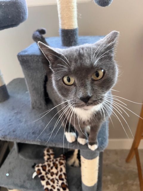 Today, Adopted, Young Female Domestic Short Hair.