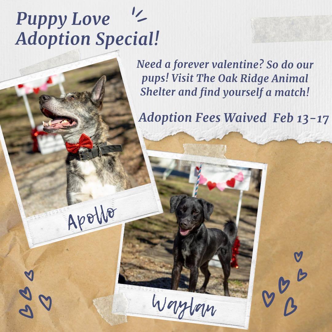 Enlarge "Be My Valentine" Dog Adoption Special, a Adopted Mixed Breed in Oak Ridge, TN image 1/1