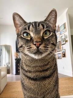 Pickle photo