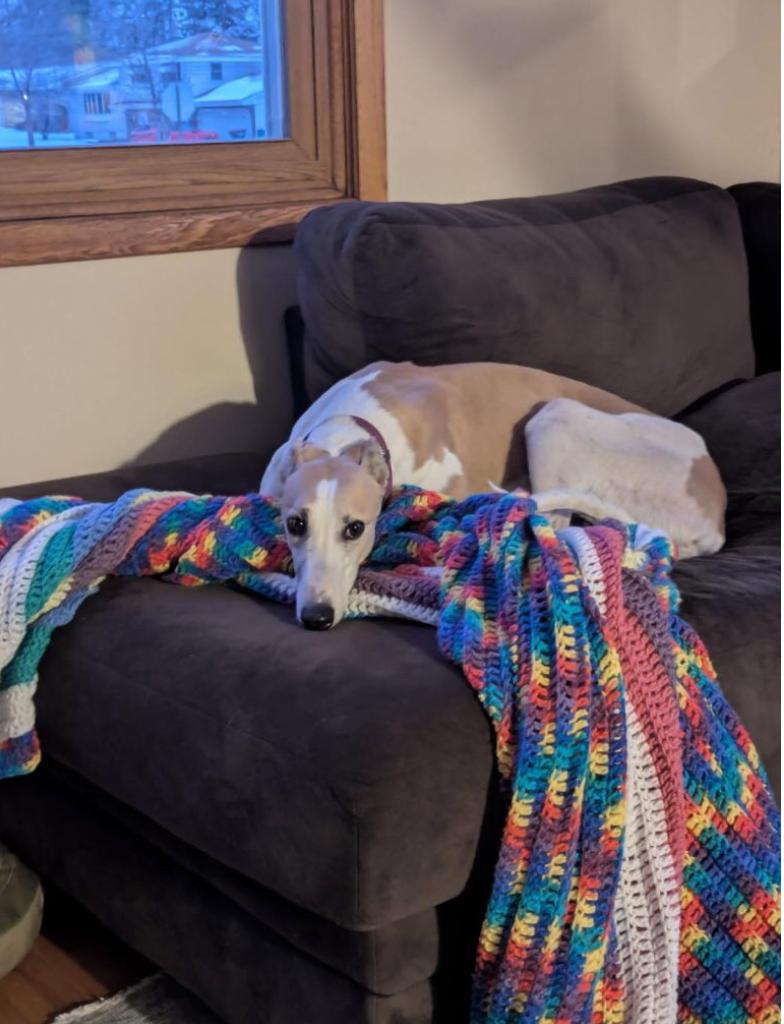 Enlarge Cha Cha, a ADOPTABLE Greyhound in Coon Rapids, MN image 1/1