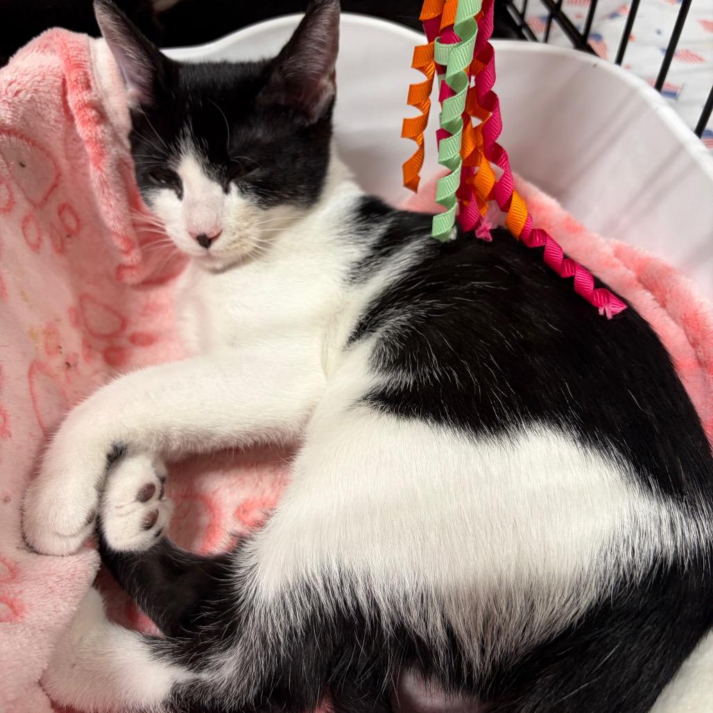 Nymfurdora adopt with Dumpurrdore, Adoptable, Kitten Female Domestic Short Hair.