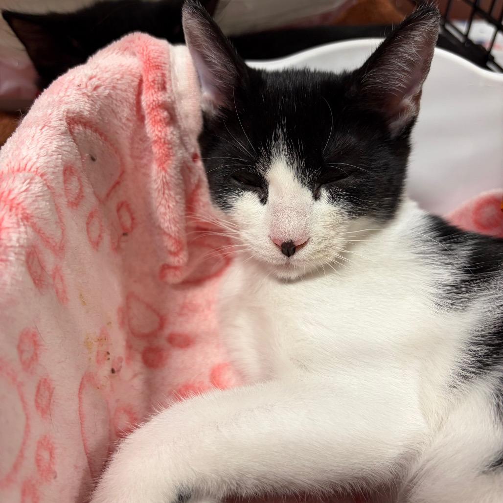 Enlarge Nymfurdora adopt with Dumpurrdore, a Adoptable Domestic Short Hair in Fayetteville, GA image 2/3