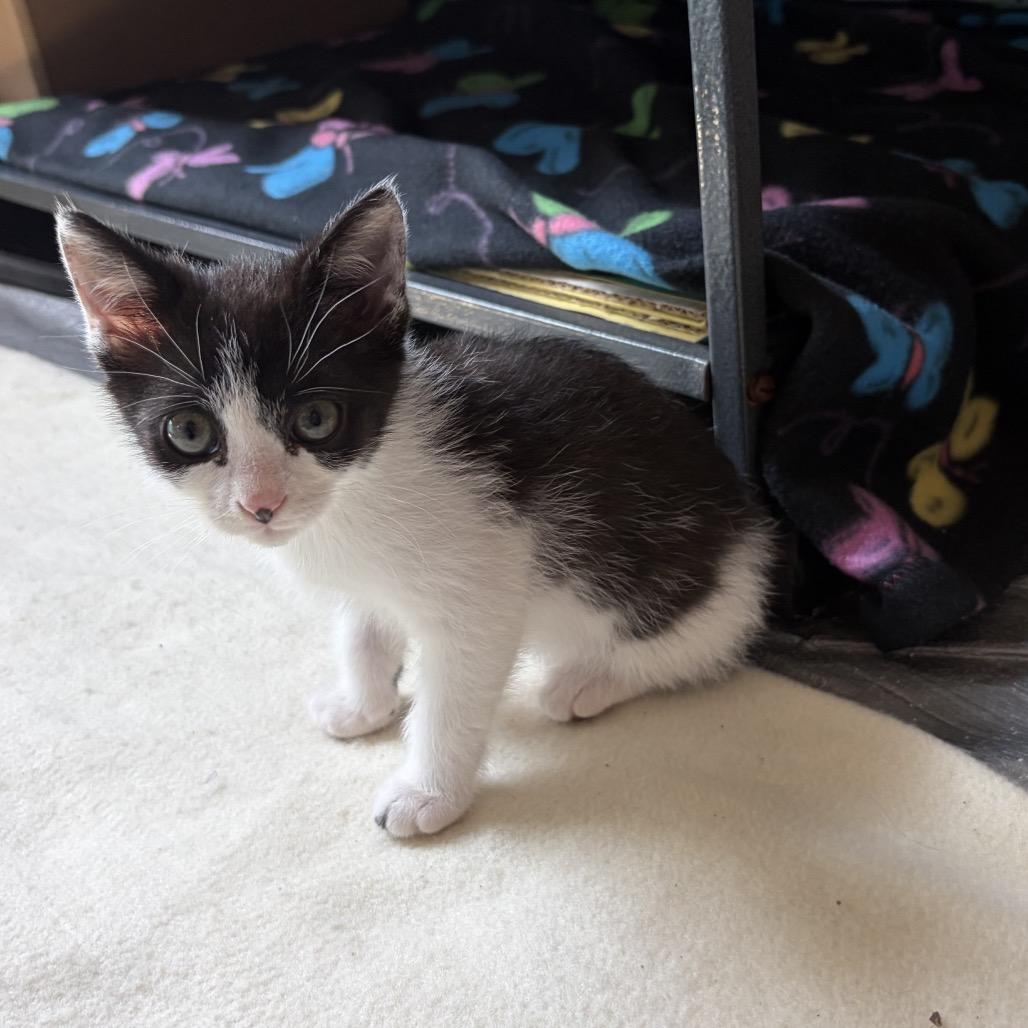 Enlarge Nymfurdora adopt with Dumpurrdore, a Adoptable Domestic Short Hair in Fayetteville, GA image 3/3