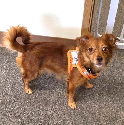 Enlarge Angelica, a Adopted mixed breed in Long Beach, WA image 2/4