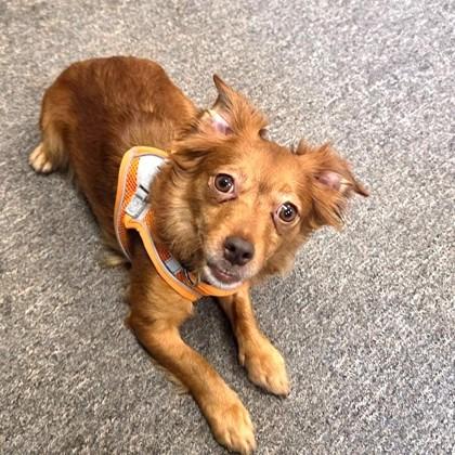 Angelica, Adopted, Adult Female Chihuahua.