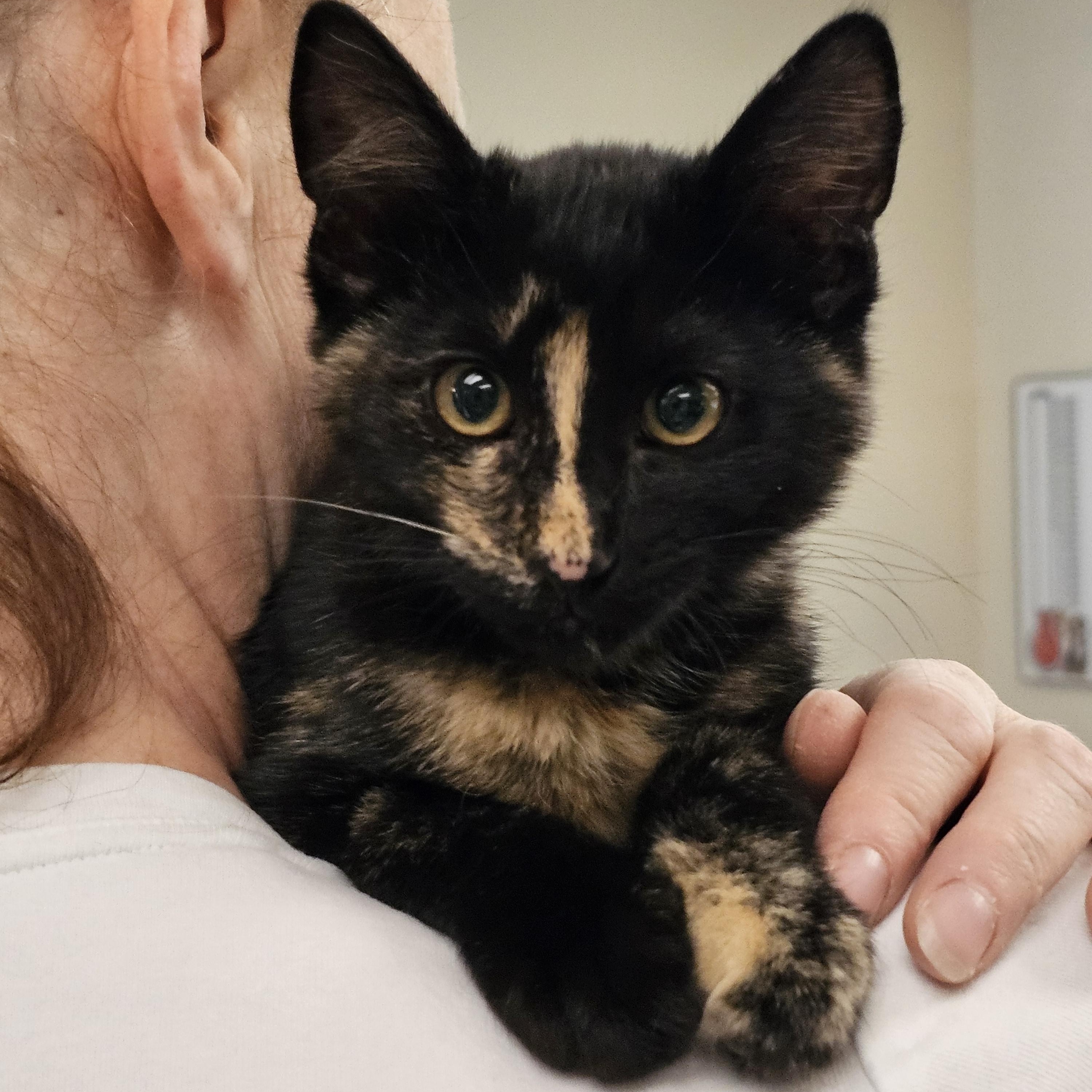 Enlarge Patsy - (bk), a Adopted mixed breed in Burlington, WA image 1/4
