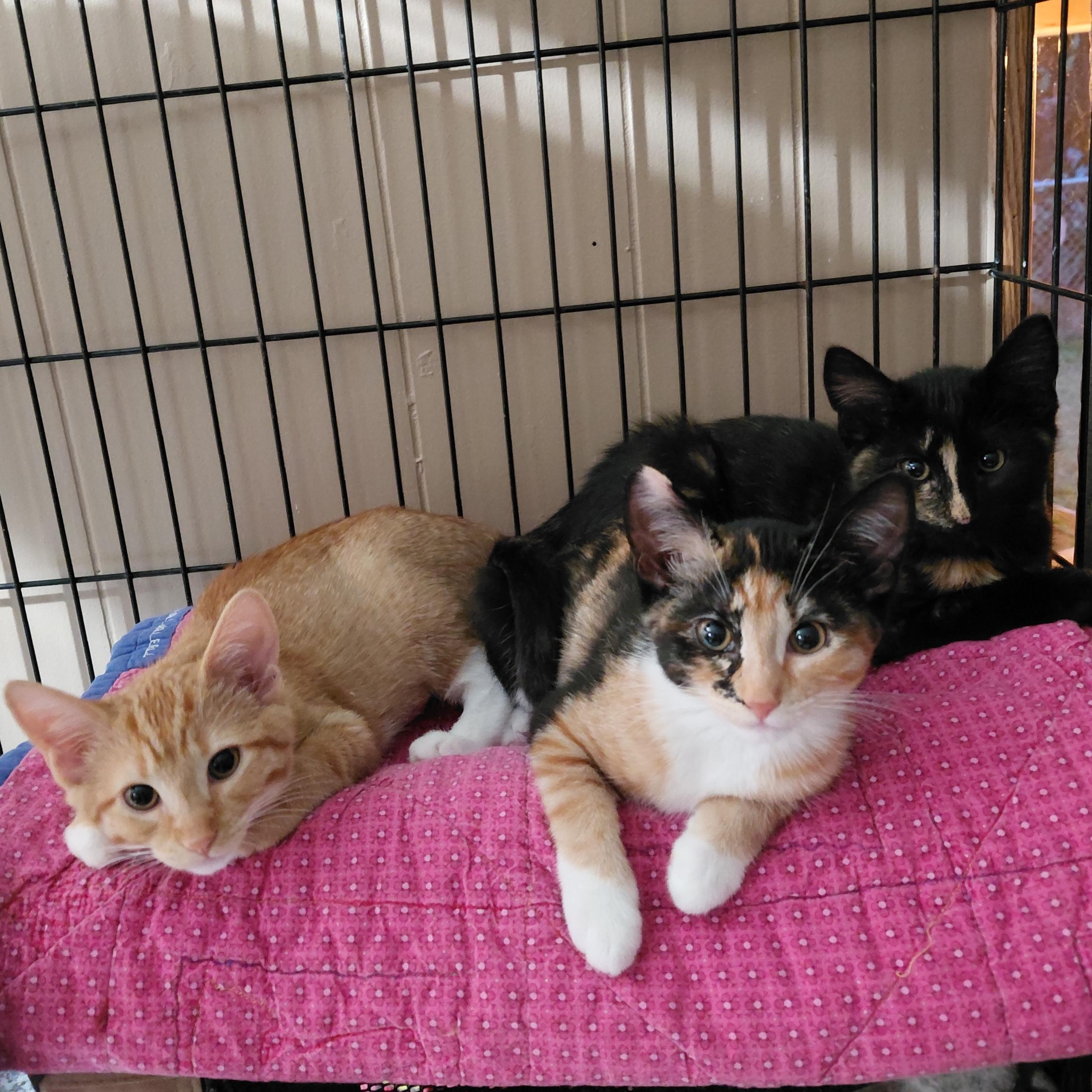 Enlarge Patsy - (bk), a Adopted mixed breed in Burlington, WA image 4/4