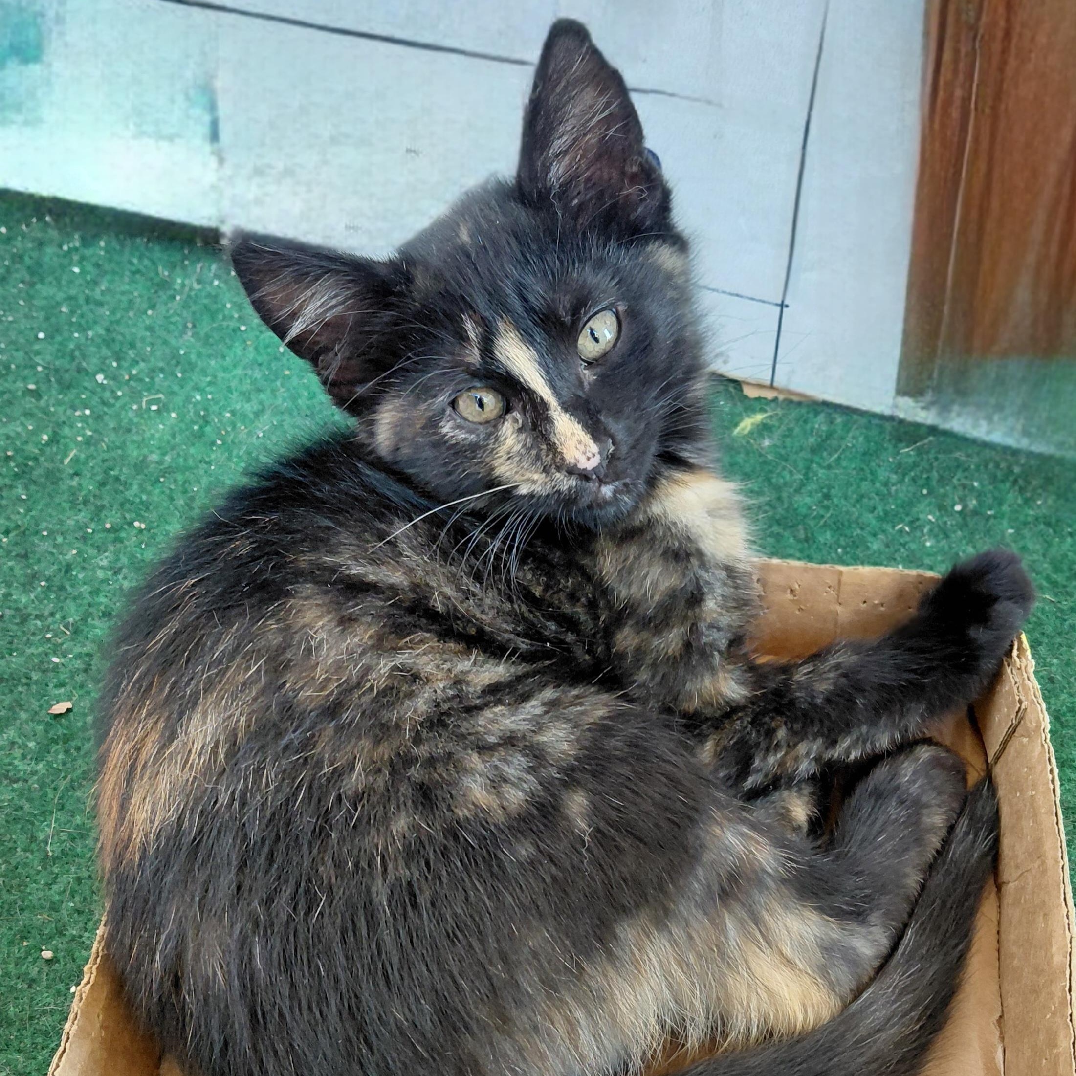 Enlarge Patsy - (bk), a Adopted mixed breed in Burlington, WA image 2/4