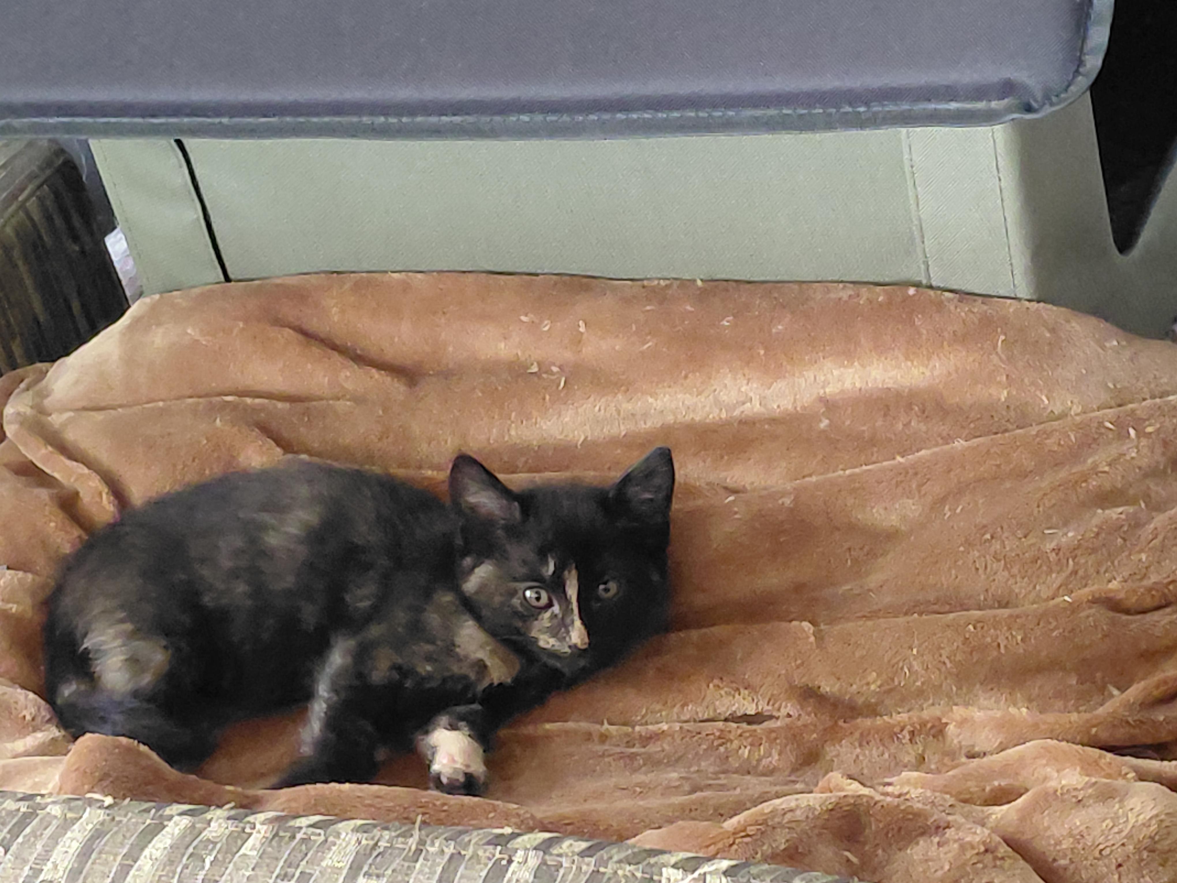 Enlarge Patsy - (bk), a Adopted mixed breed in Burlington, WA image 3/4