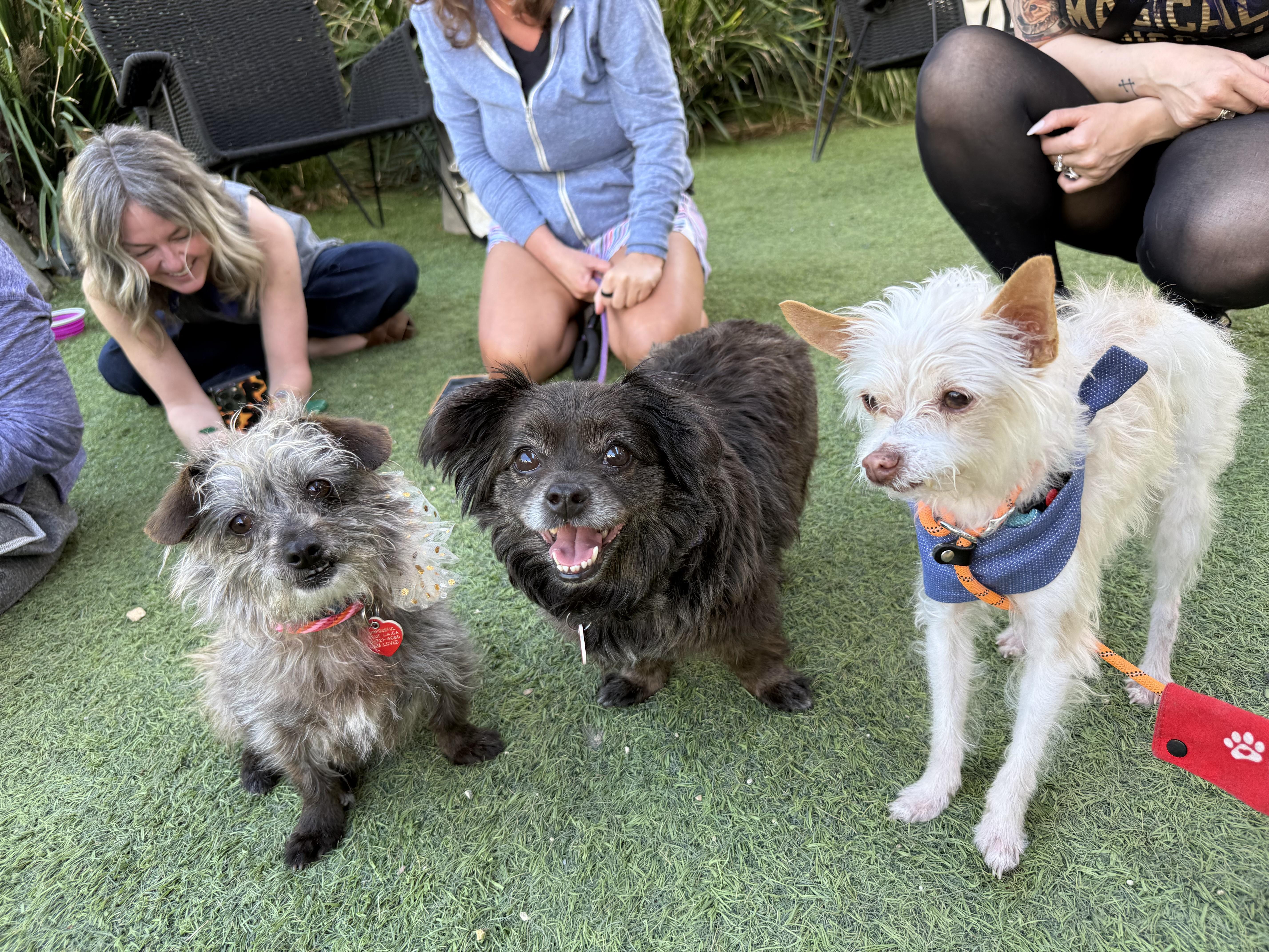 Enlarge Olandria, a Adoptable mixed breed in Los Angeles, CA image 2/6