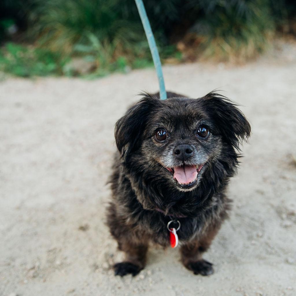 Enlarge Olandria, a Adoptable mixed breed in Los Angeles, CA image 1/6