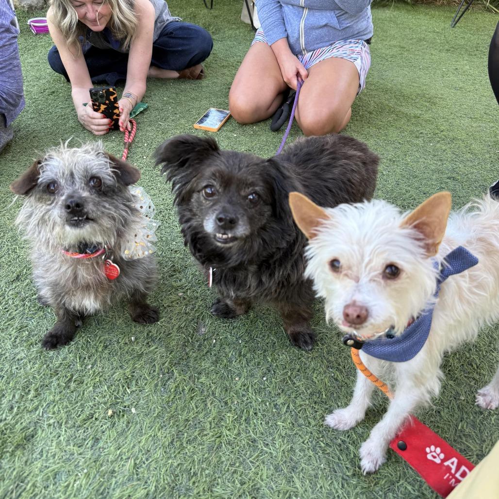 Enlarge Olandria, a Adoptable mixed breed in Los Angeles, CA image 1/6