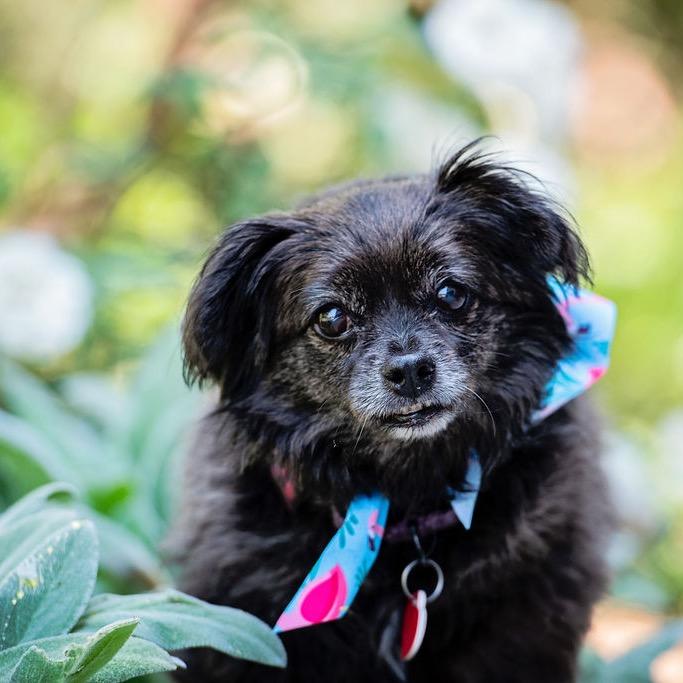 Enlarge Olandria, a Adoptable mixed breed in Los Angeles, CA image 2/6