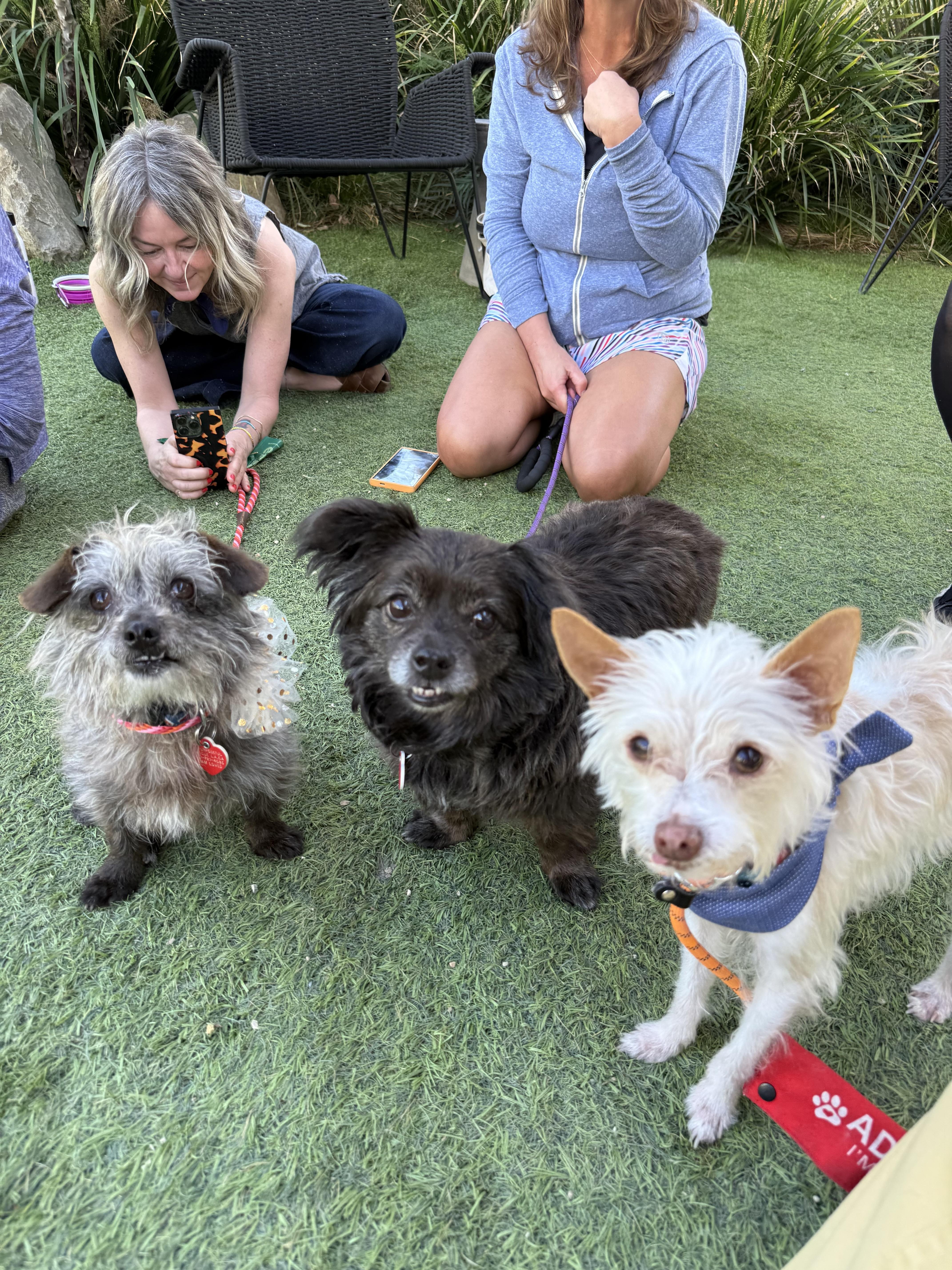 Enlarge Olandria, a Adoptable mixed breed in Los Angeles, CA image 5/6