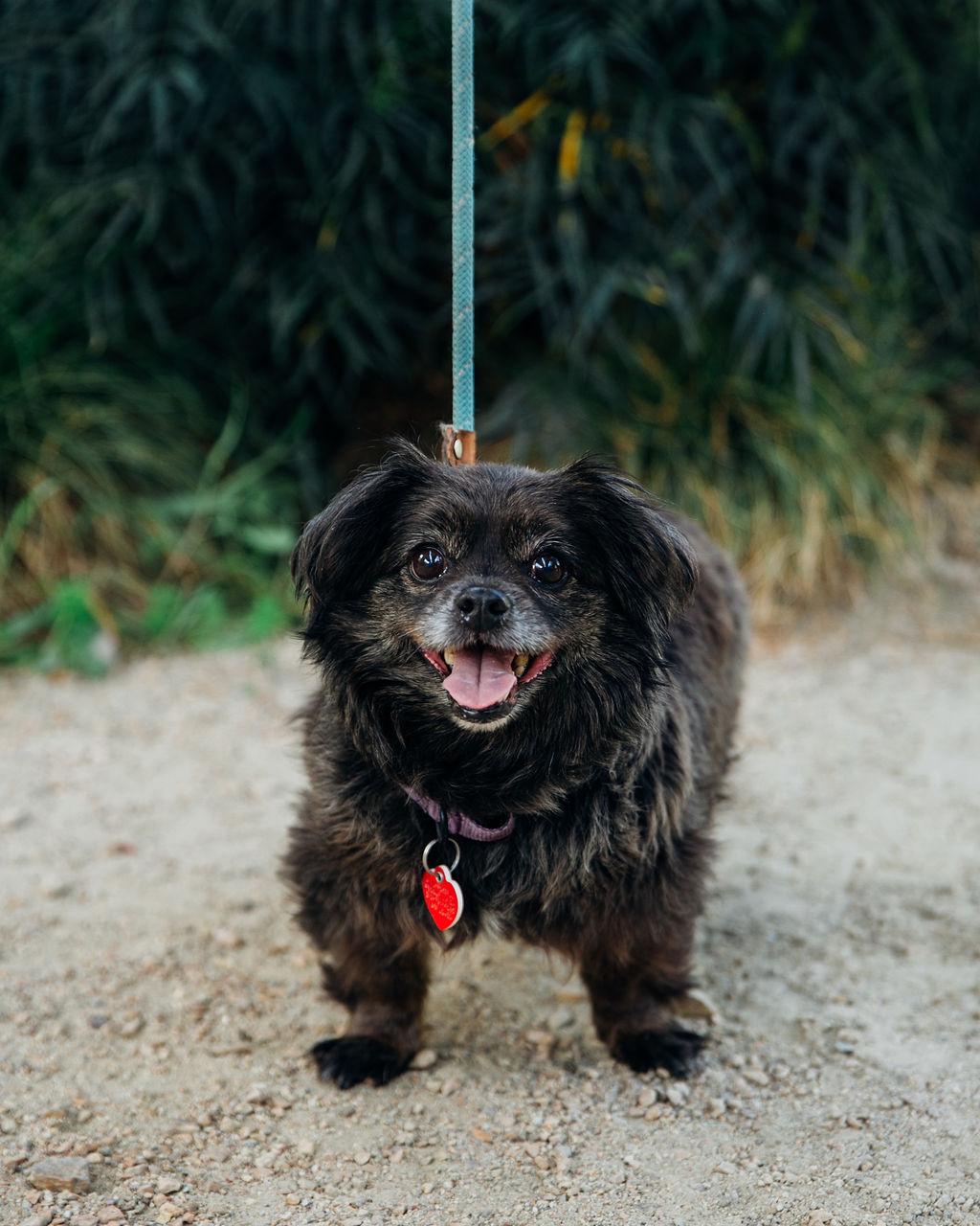 Enlarge Olandria, a Adoptable mixed breed in Los Angeles, CA image 6/6