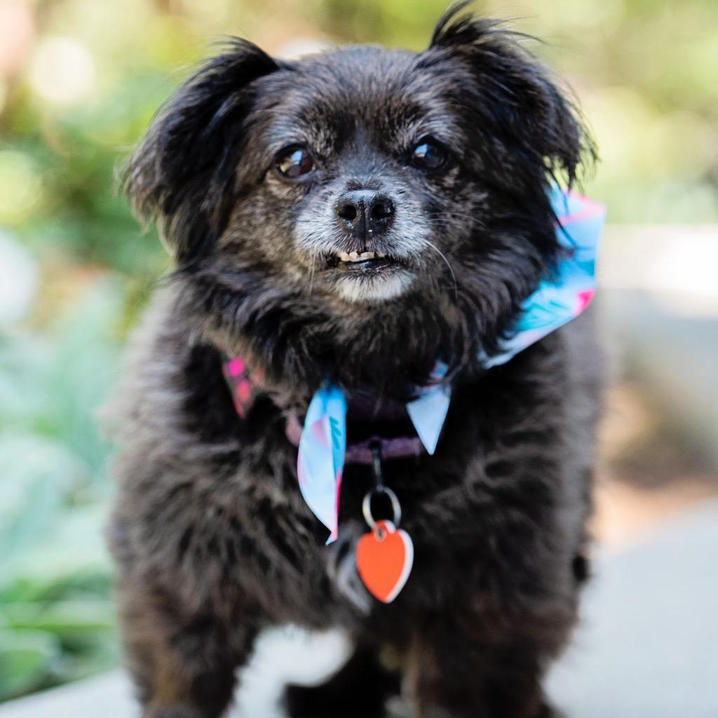 Enlarge Olandria, a Adoptable mixed breed in Los Angeles, CA image 3/6