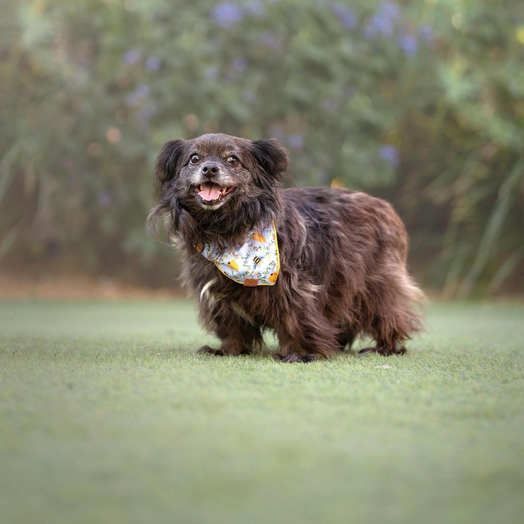 Enlarge Olandria, a Adoptable mixed breed in Los Angeles, CA image 2/6