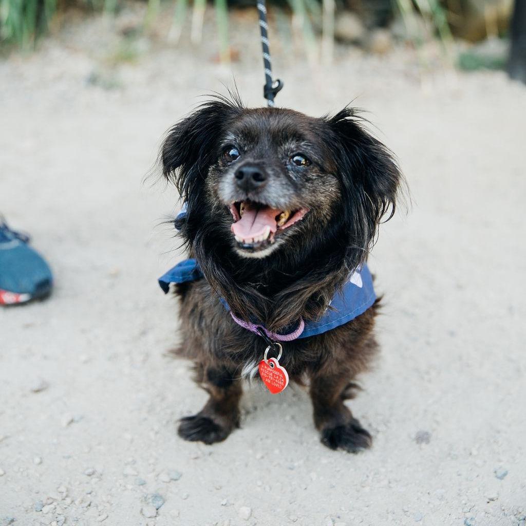 Enlarge Olandria, a Adoptable mixed breed in Los Angeles, CA image 3/6