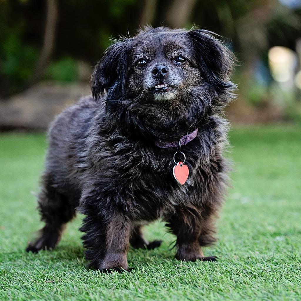 Enlarge Olandria, a Adoptable mixed breed in Los Angeles, CA image 3/6