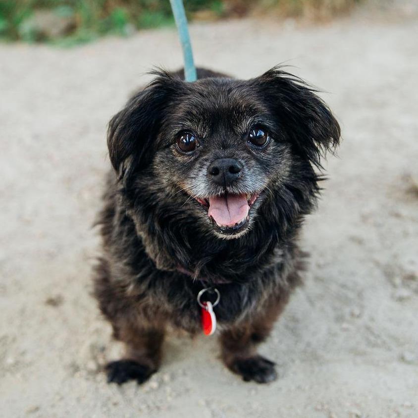 Enlarge Olandria, a Adoptable mixed breed in Los Angeles, CA image 4/6