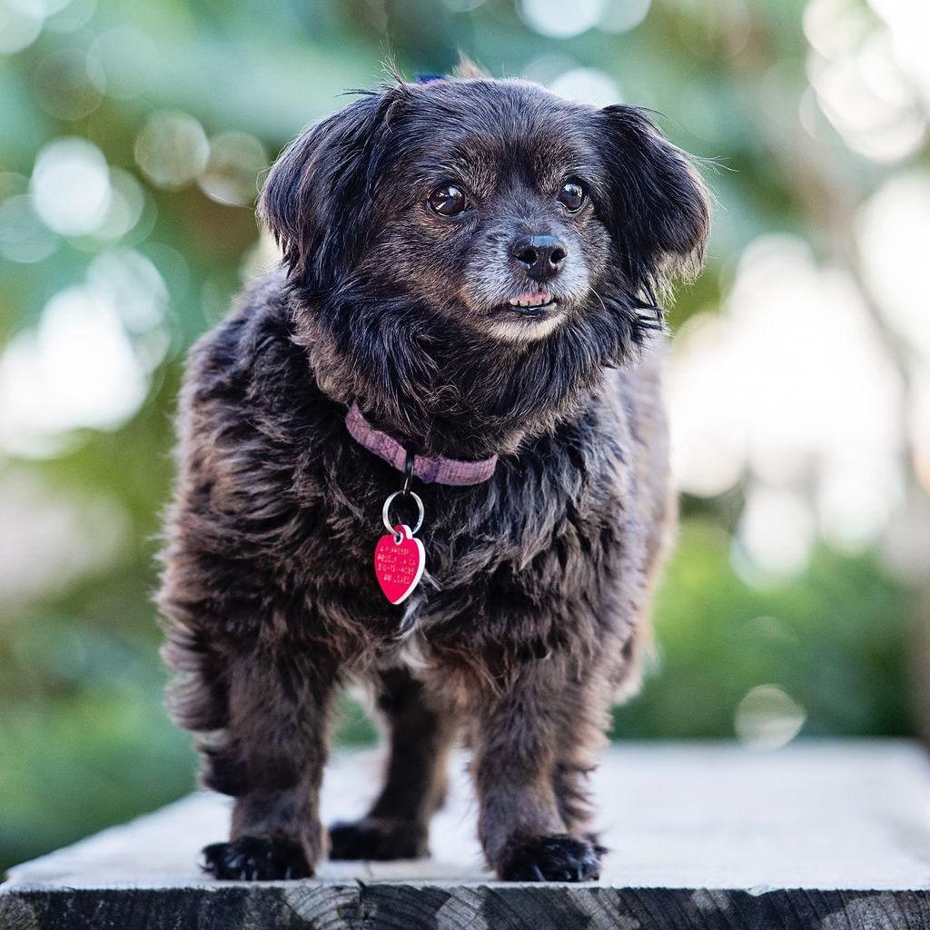 Enlarge Olandria, a Adoptable mixed breed in Los Angeles, CA image 5/6