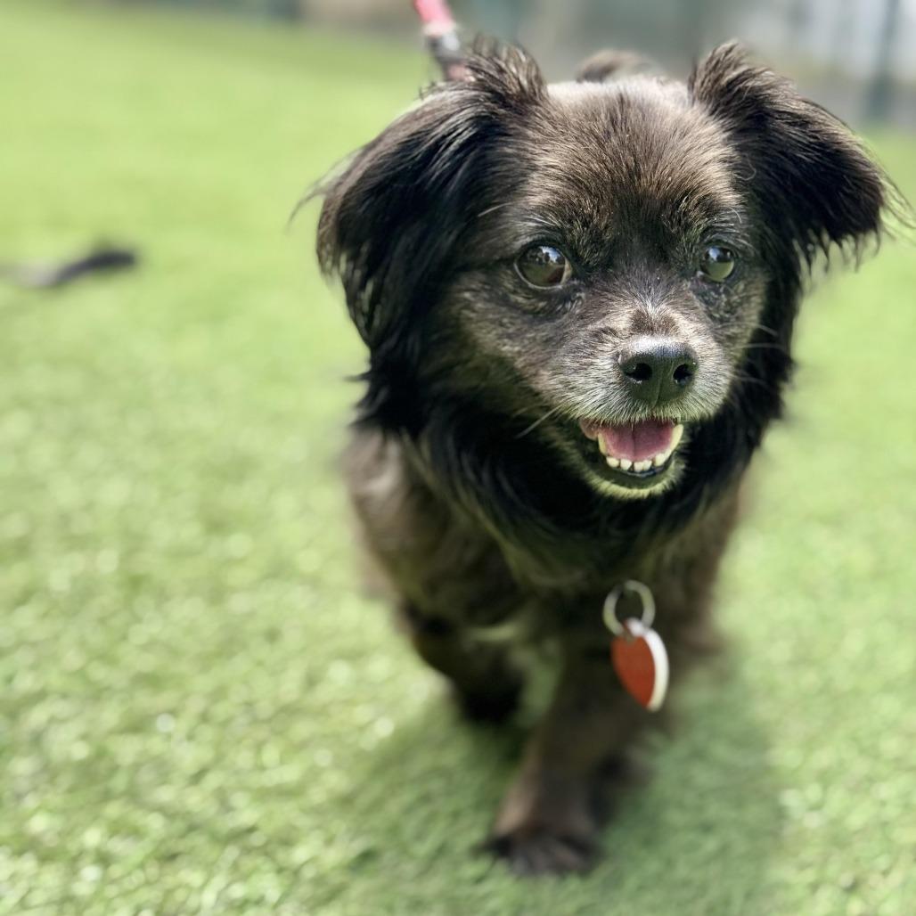 Enlarge Olandria, a Adoptable mixed breed in Los Angeles, CA image 4/6