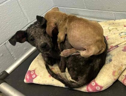 Ginger, Adoptable, Puppy Female Terrier & Australian Cattle Dog / Blue Heeler.