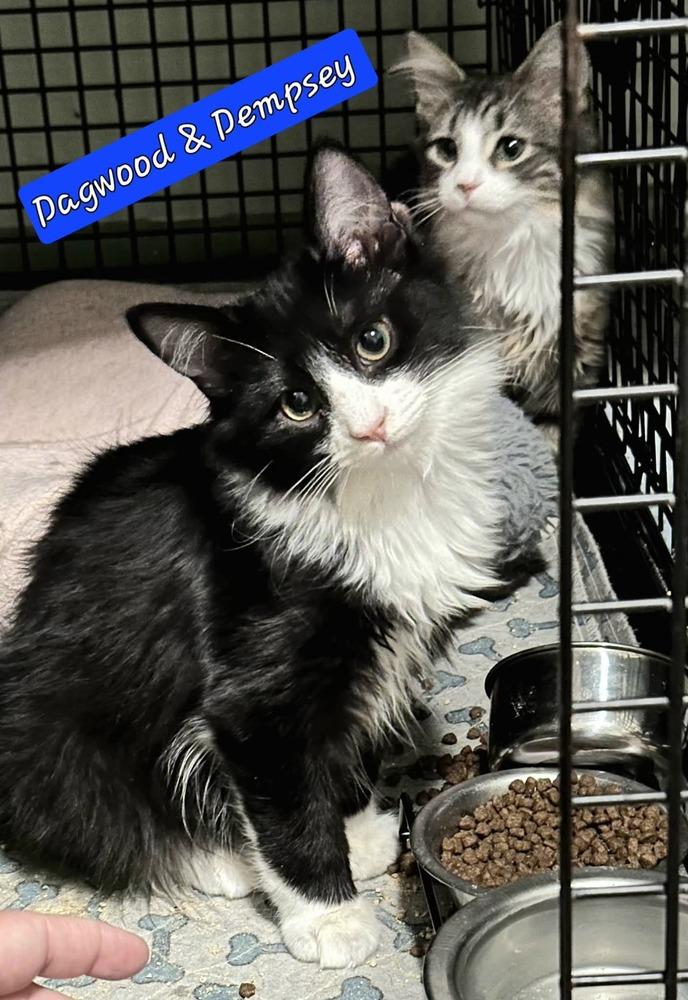 Dagwood, Adoptable, Kitten Male Domestic Long Hair.