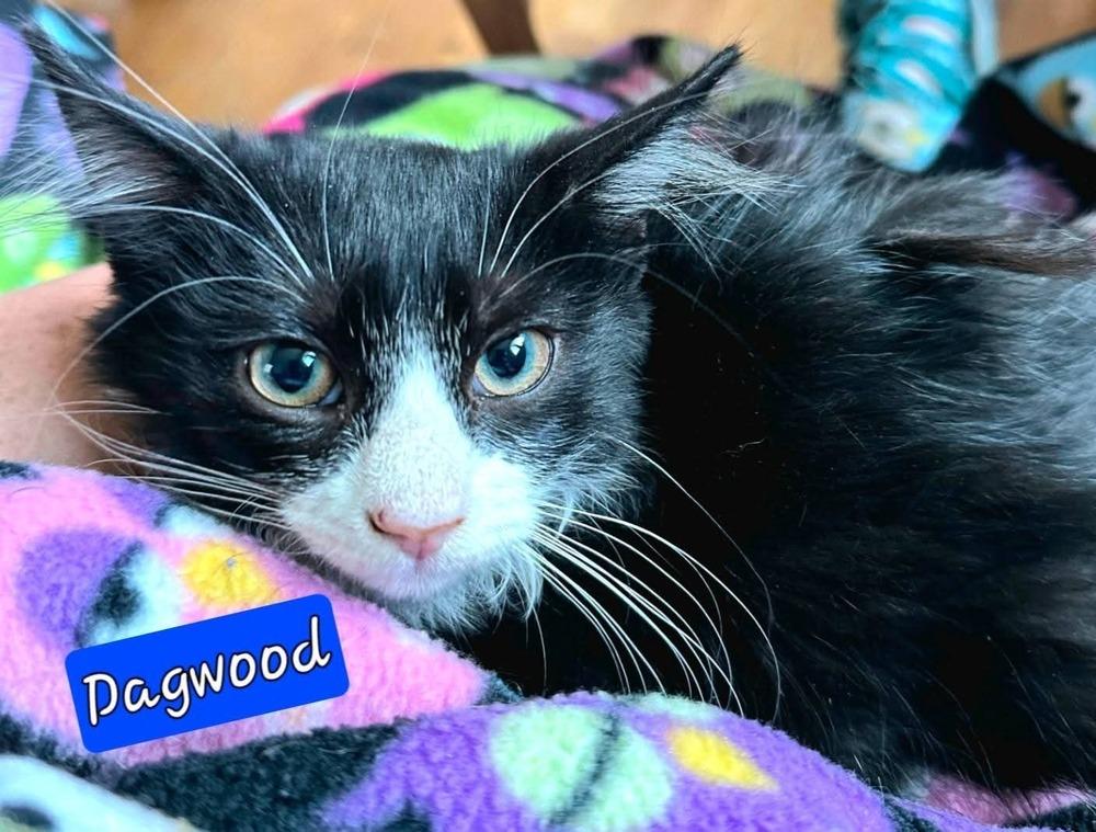 Enlarge Dagwood, a Adoptable mixed breed in Jessup, MD image 3/4