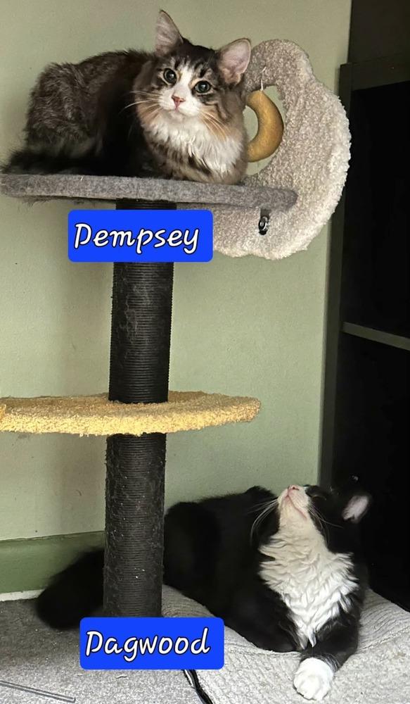 Enlarge Dagwood, a Adoptable mixed breed in Jessup, MD image 4/4