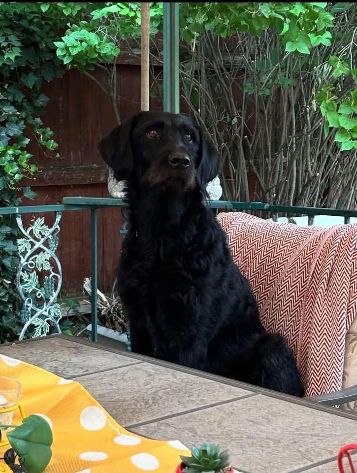 Gucci, Adoptable, Adult Female Poodle & Labrador Retriever.