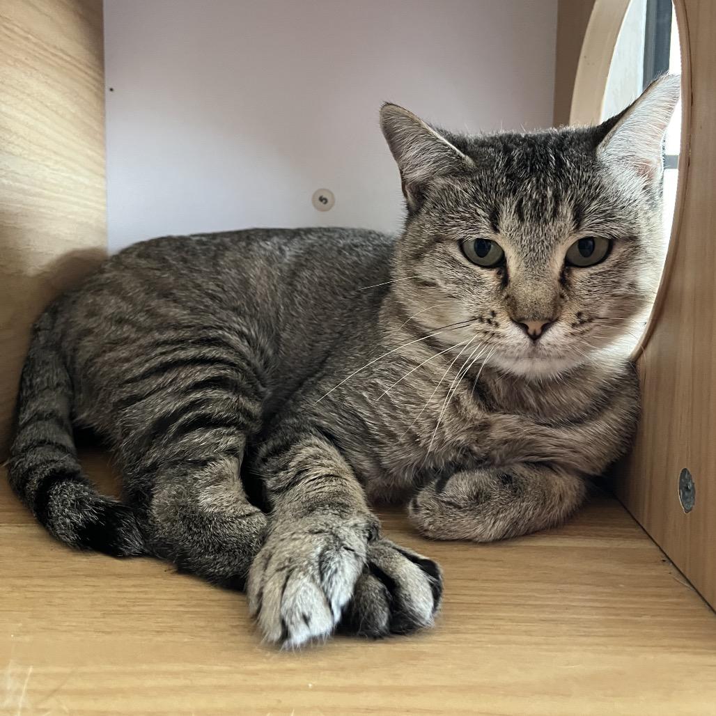 Enlarge Carina, a Adoptable Domestic Short Hair in Laredo, TX image 1/1