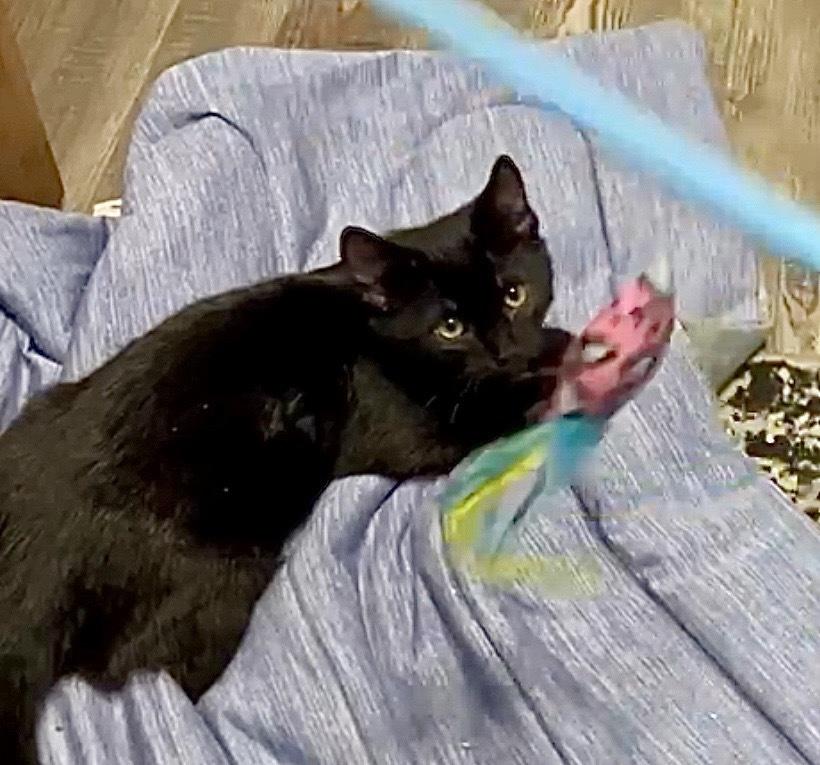 Maverick, a Adoptable mixed breed in Gardena, CA image 2/3