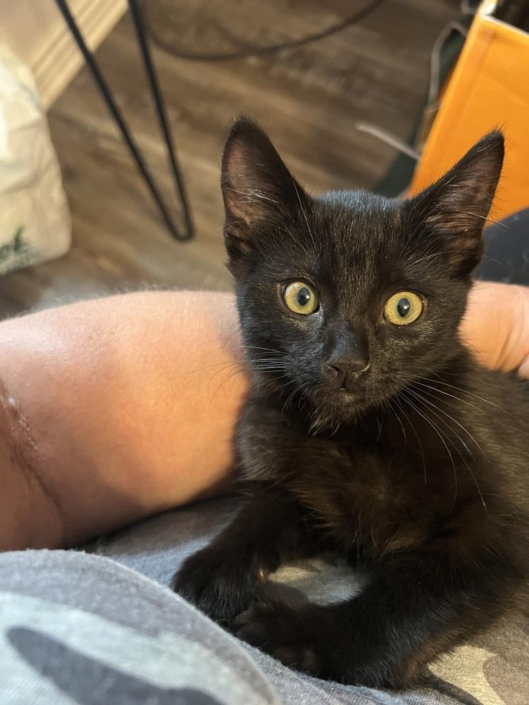 Maverick, a Adoptable mixed breed in Gardena, CA image 3/3