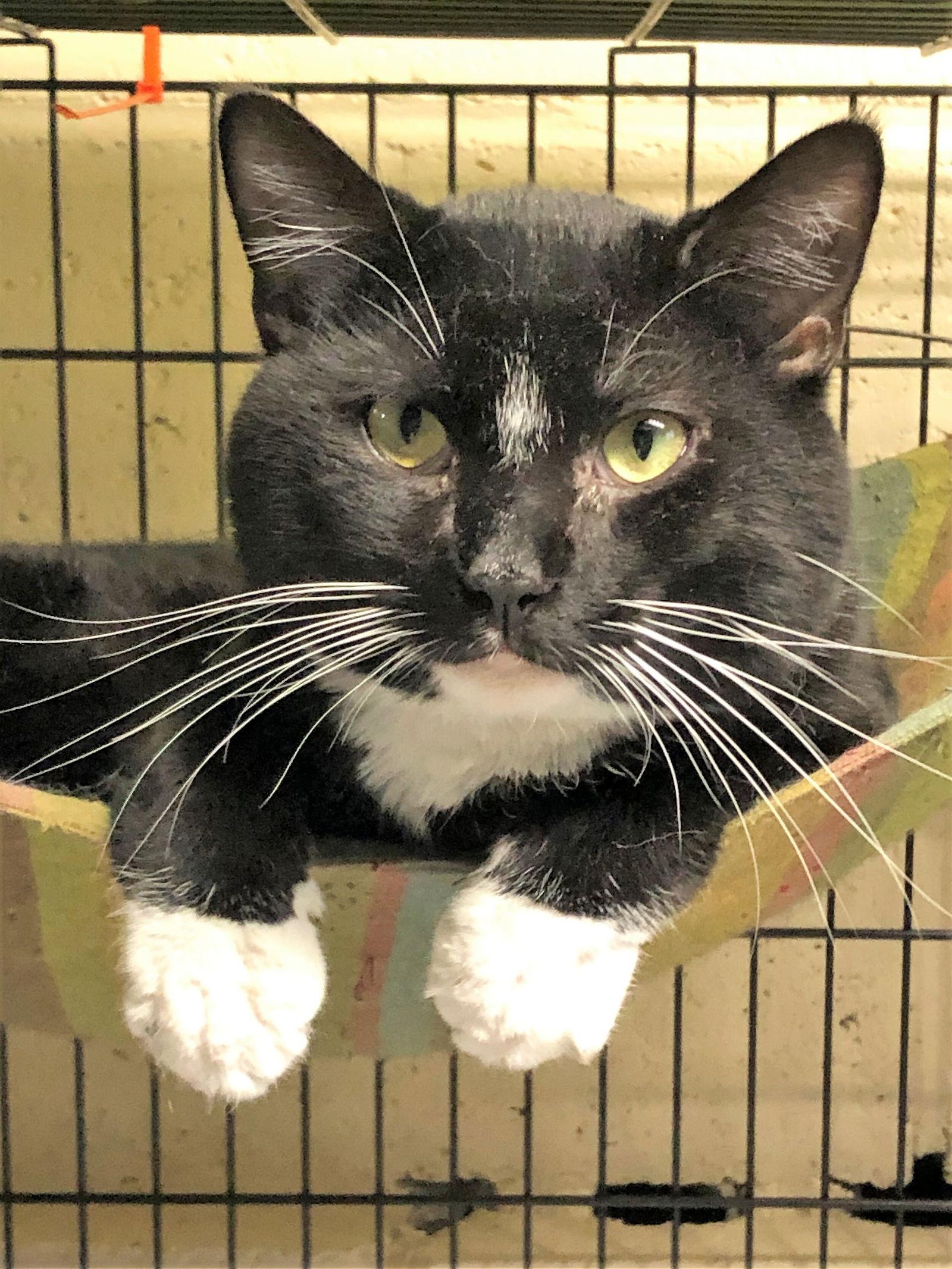 Rosco, Adoptable, Adult Male Tuxedo.
