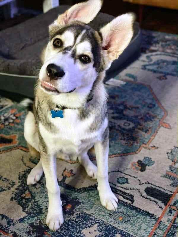 Enlarge Sammie, a Adoptable mixed breed in Baytown, TX image 1/5