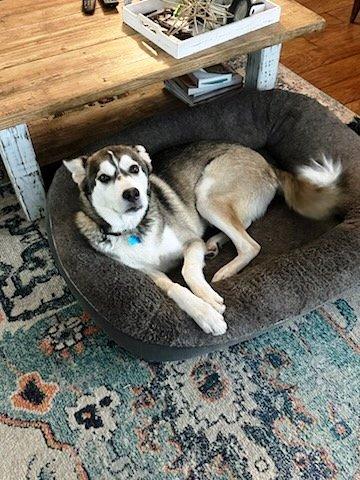 Enlarge Sammie, a Adoptable mixed breed in Baytown, TX image 6/6