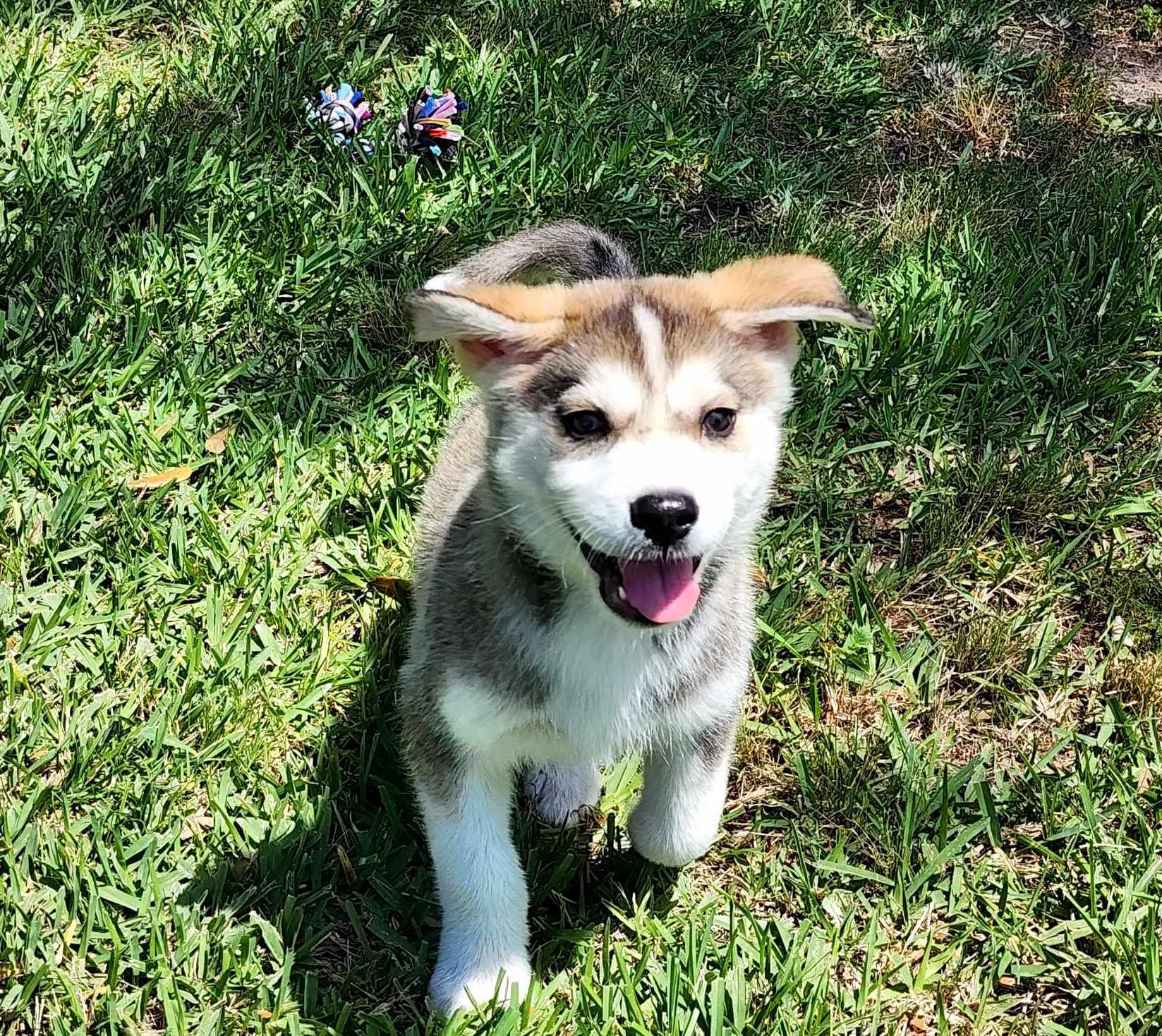 Sammie photo 3