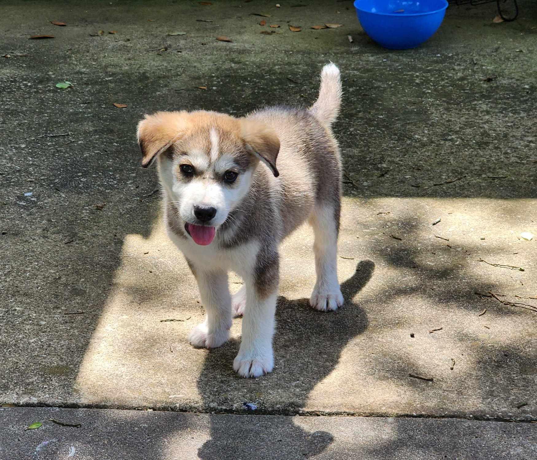 Sammie photo 4