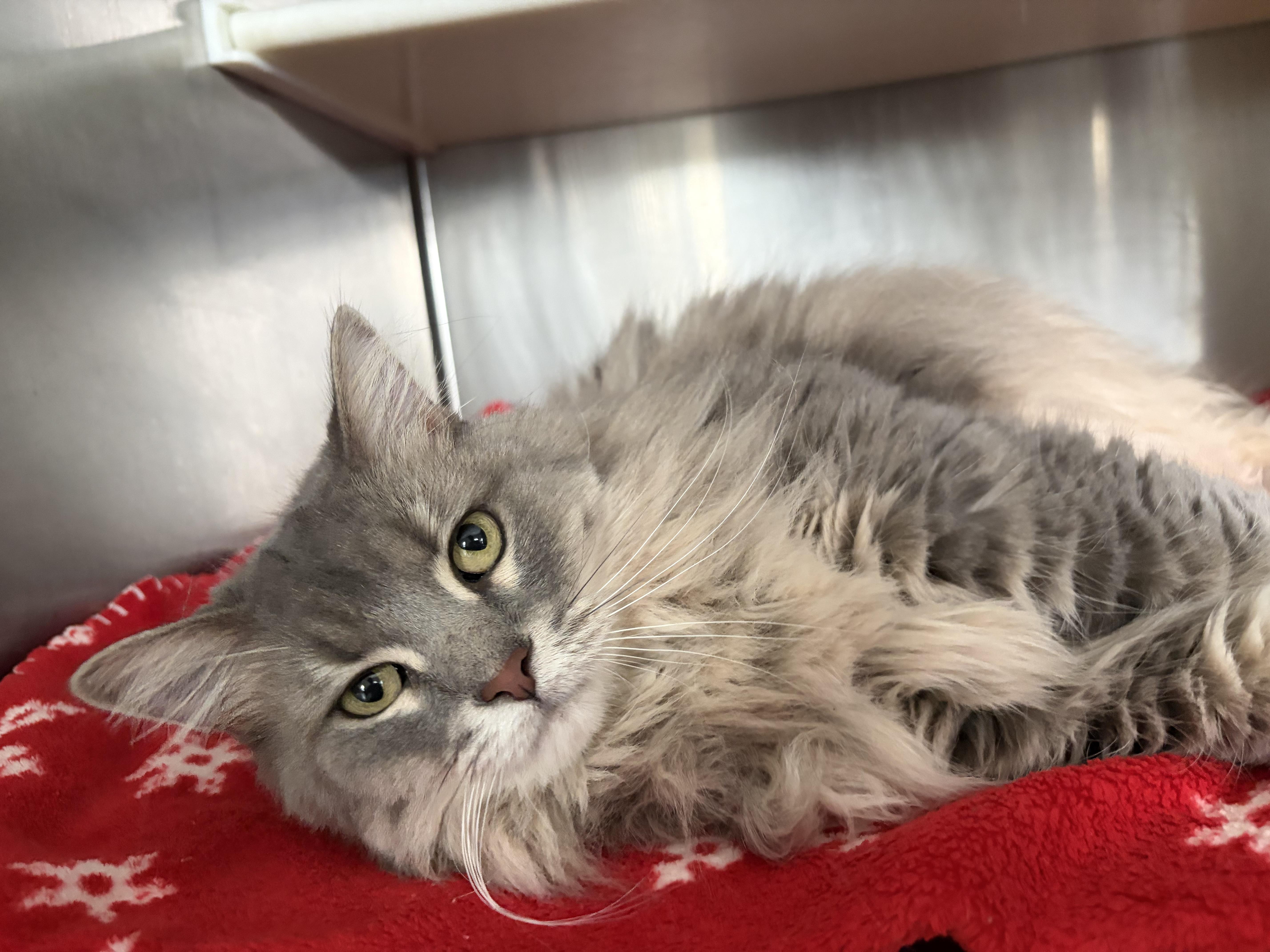 Vidalia, ADOPTABLE, Adult Female Domestic Long Hair.