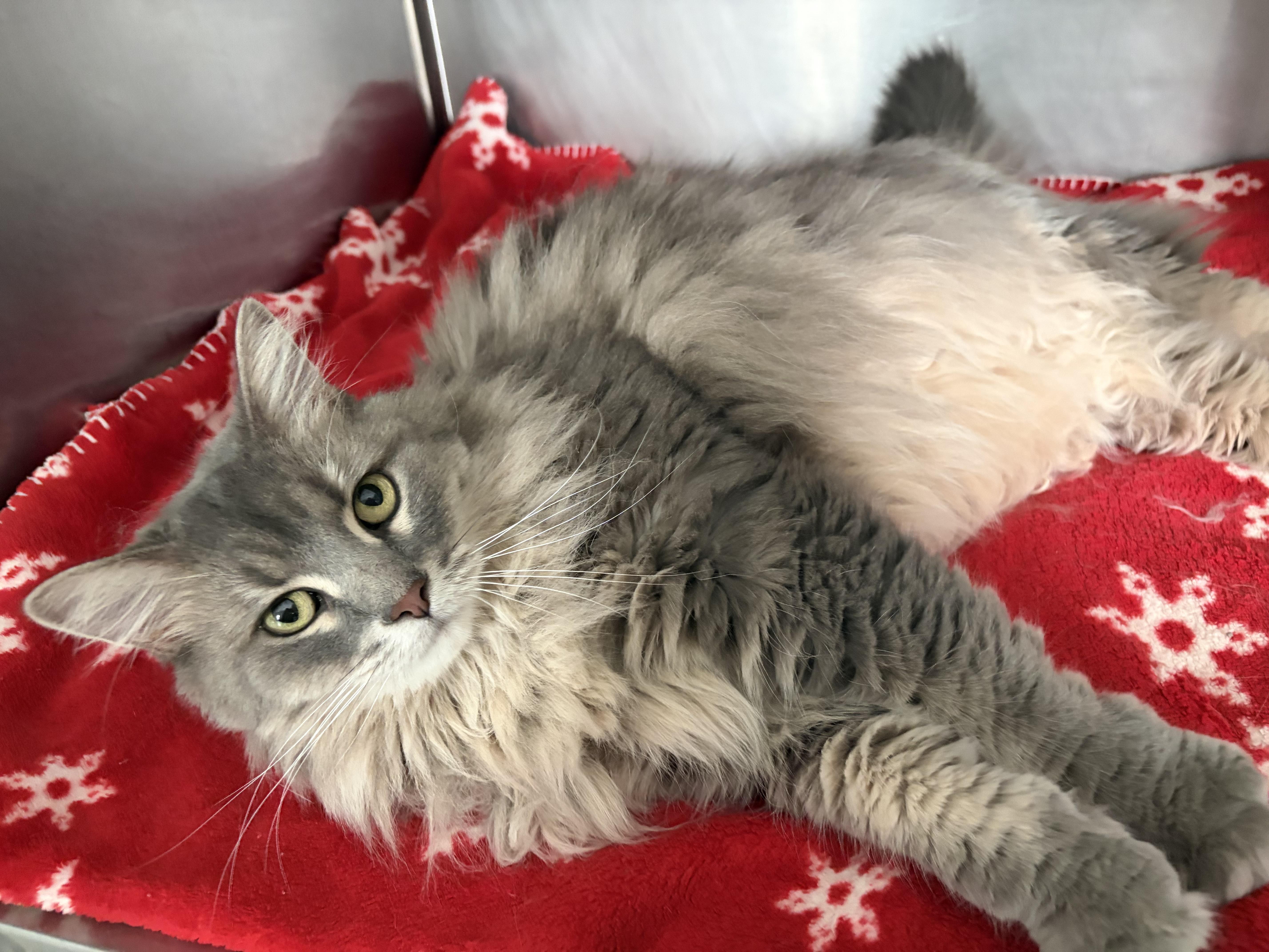 Enlarge Vidalia, a ADOPTABLE Domestic Long Hair in Frankfort, IN image 3/4