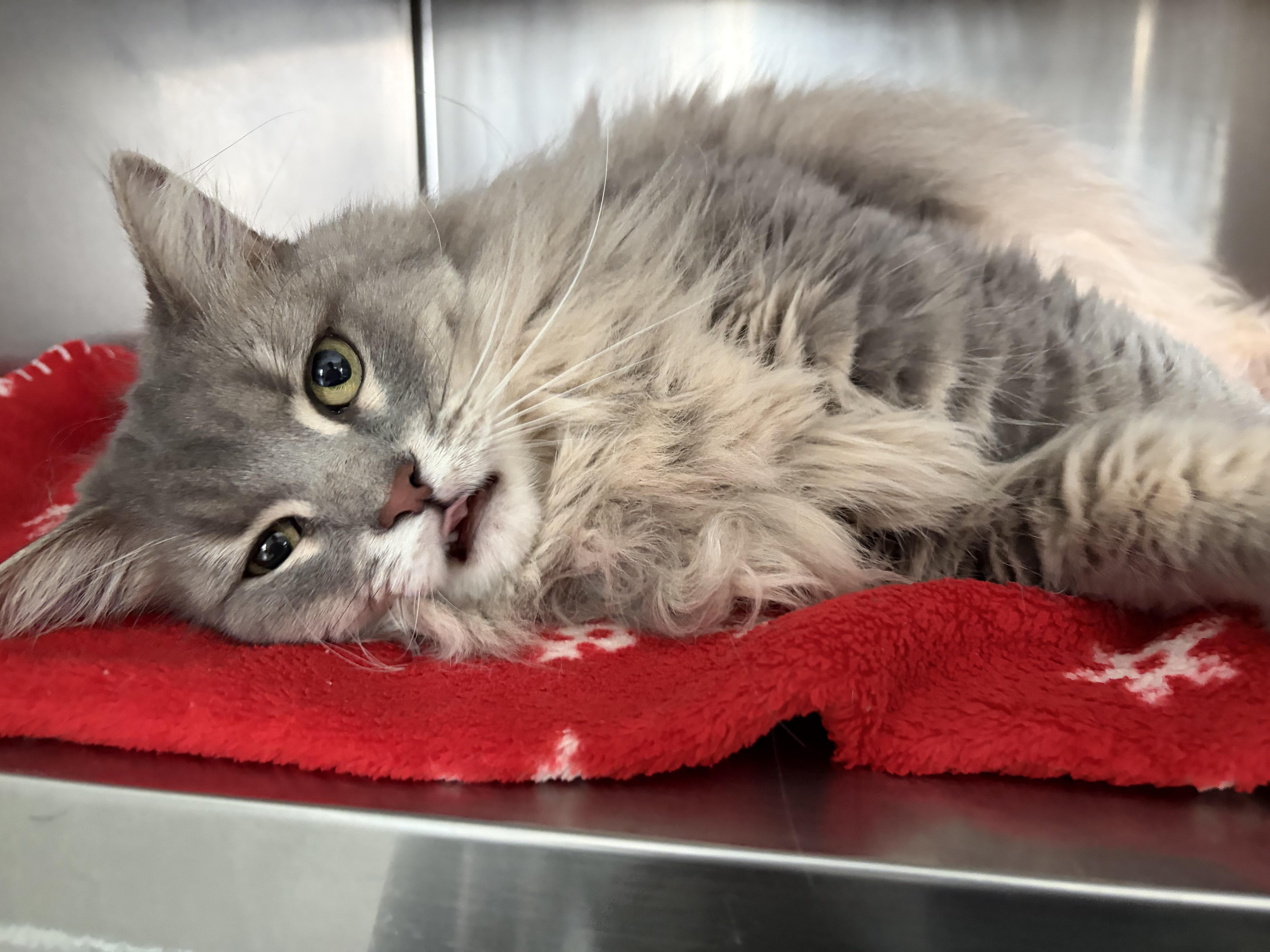 Enlarge Vidalia, a ADOPTABLE Domestic Long Hair in Frankfort, IN image 4/4