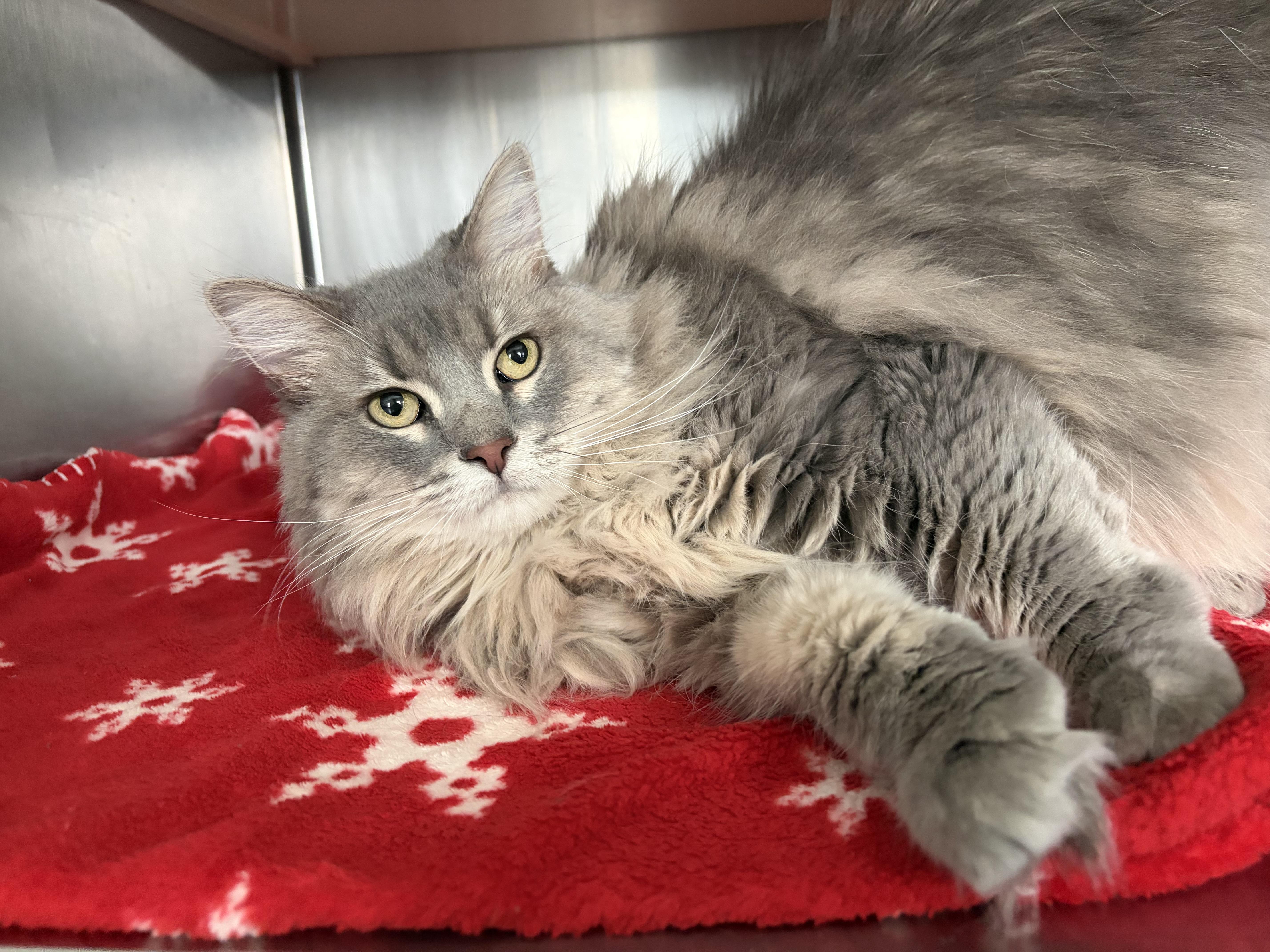 Enlarge Vidalia, a ADOPTABLE Domestic Long Hair in Frankfort, IN image 2/4