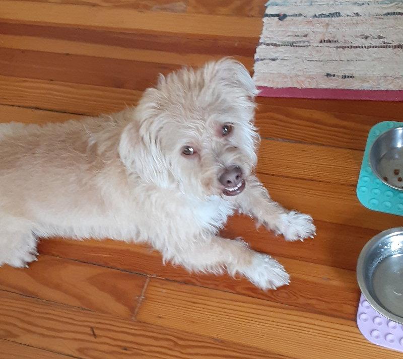 Fred, Adoptable, Adult Male Schnauzer & Poodle.