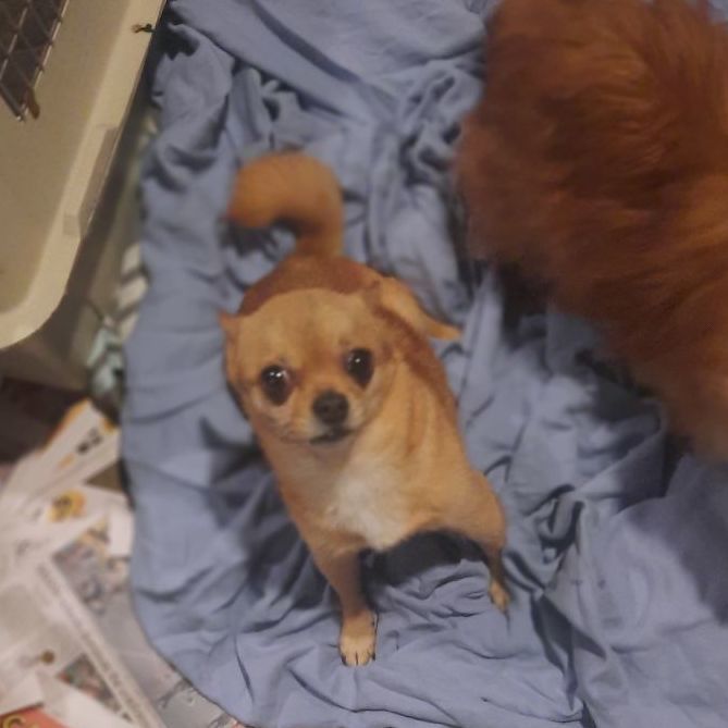 Dog for adoption Minnie, a Pomeranian & Chihuahua Mix in Raeford, NC