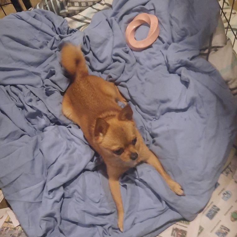 Dog for adoption Minnie, a Pomeranian & Chihuahua Mix in Raeford, NC