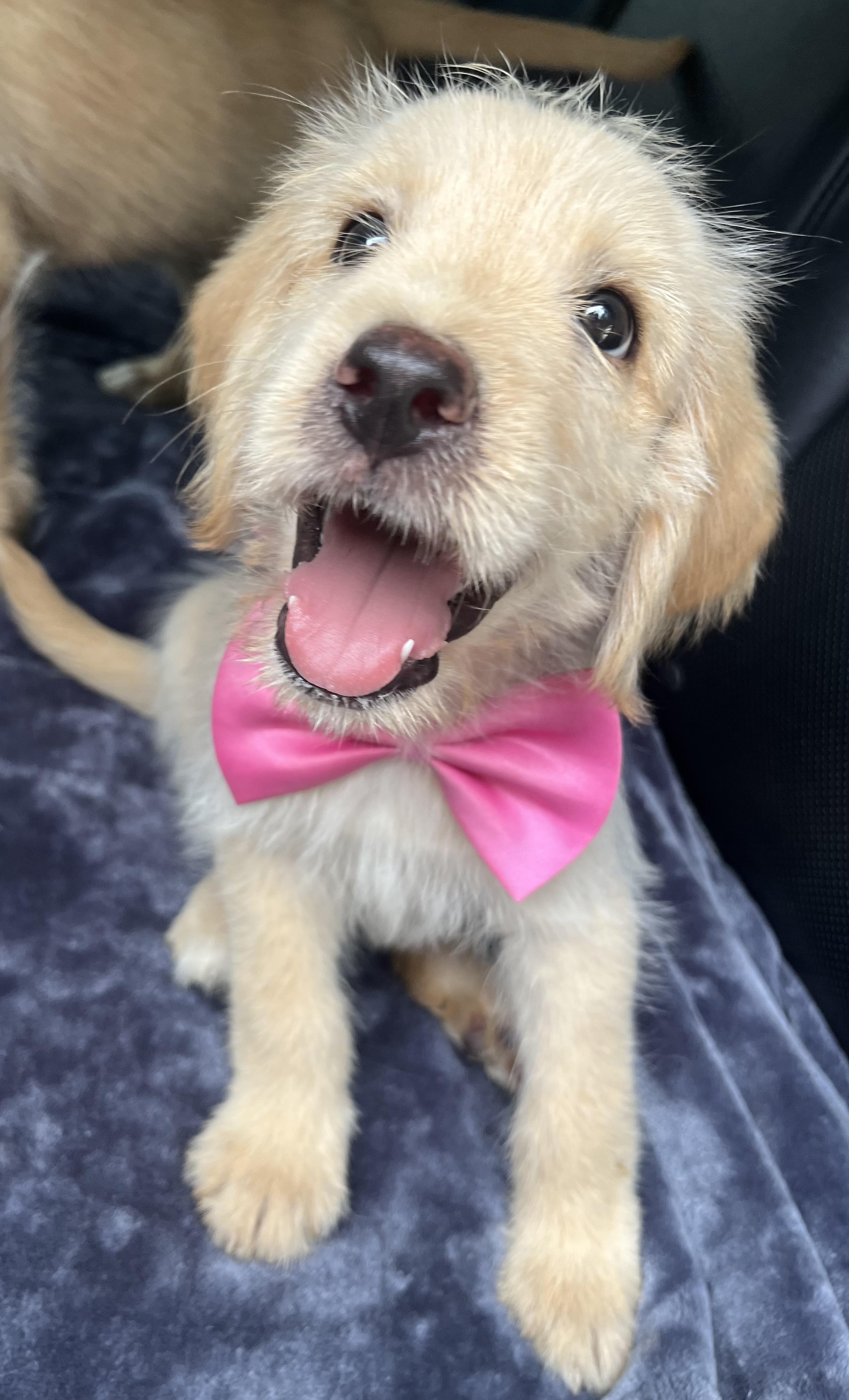 Honey, Adoptable, Puppy Female Goldendoodle & Mixed Breed.