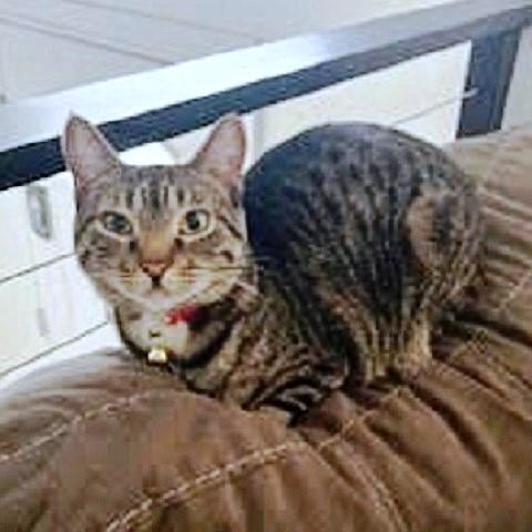 Enlarge Molly (AKA Eden), a ADOPTABLE Tabby in Salt Lake City, UT image 3/3