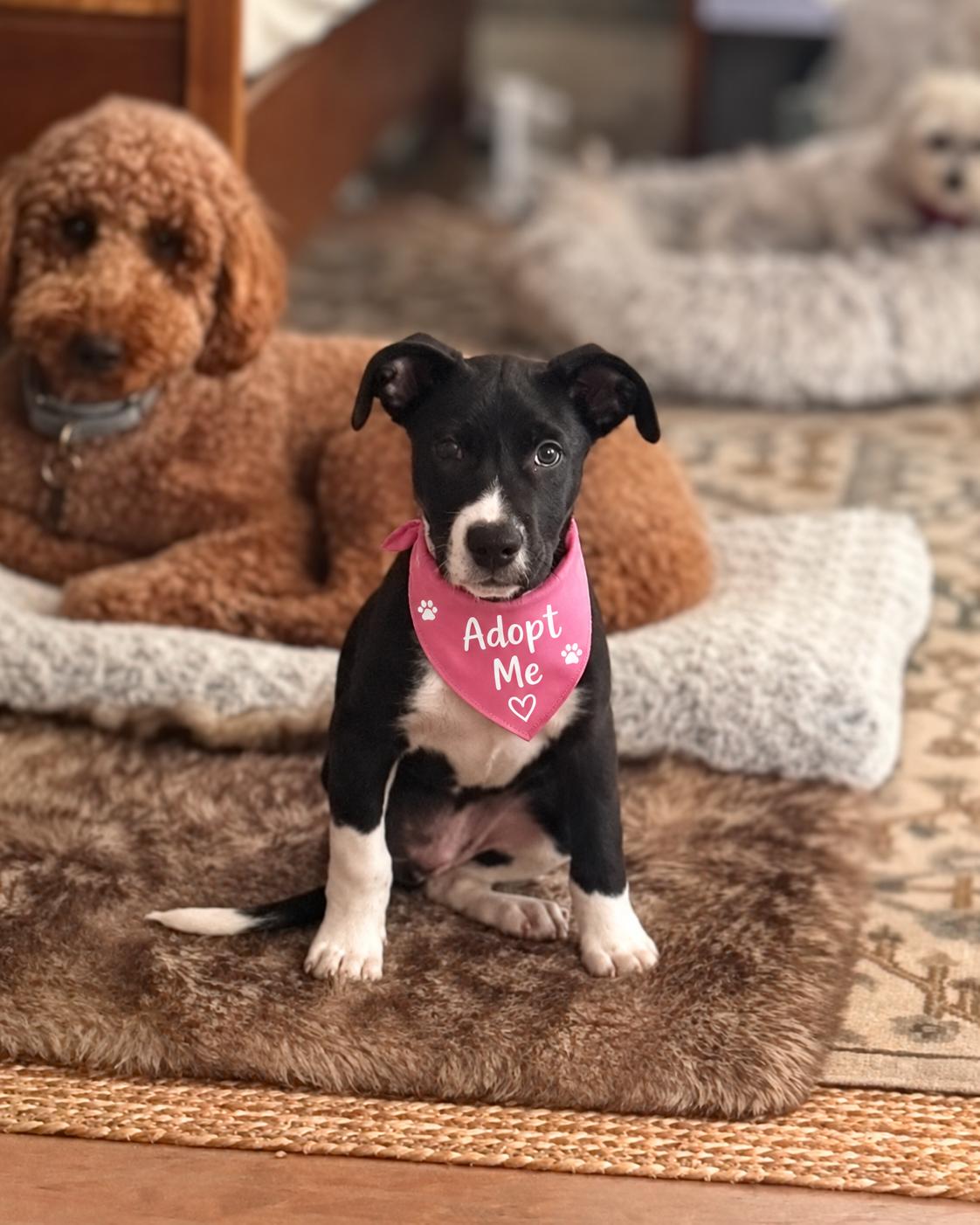Enlarge Jade (aka Peanut), a Adoptable mixed breed in Valley Village, CA image 1/6