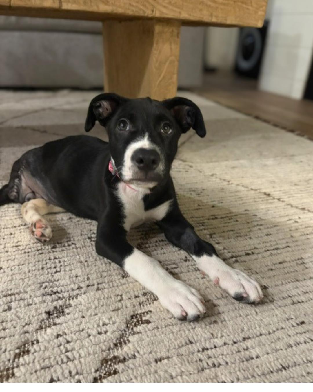 Enlarge Jade (aka Peanut), a Adoptable mixed breed in Valley Village, CA image 3/6